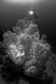Nicely open soft coral feeding in the current - lit from back. 